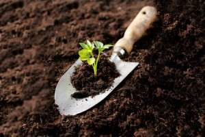 Growing-team-garden-analogy